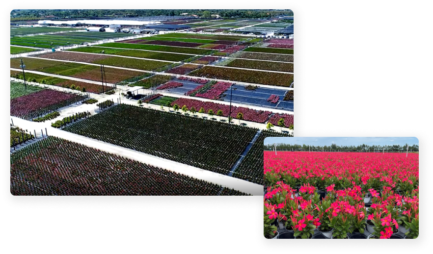Collage style of Rio Dipladenia fields in greenhouse and close up of red rios