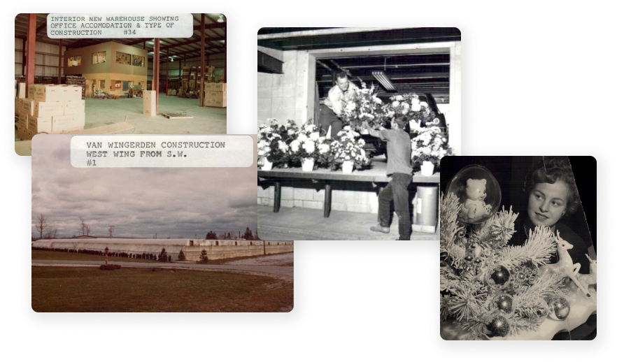 Older collage style photo of old warehouses, greenhouses, and employees working