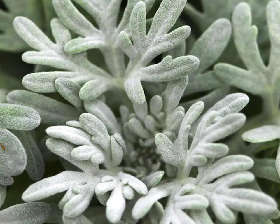 Close view of light green plant