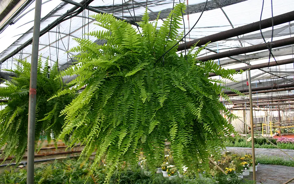 large circular Boston Fern hanging in a greenhouse amongst other plants on the ground below