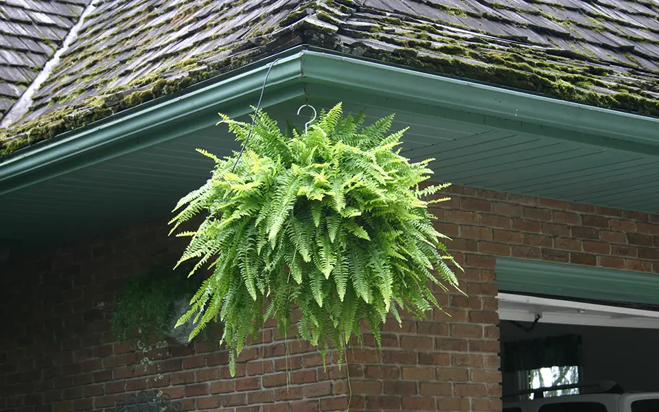 Boston Fern hanging on the corner of a house on a bright day