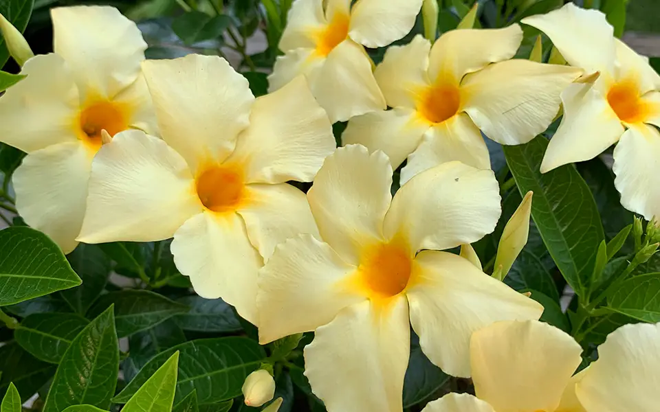 white and yellow calypso flowers in an outdoor garden with green leaves below