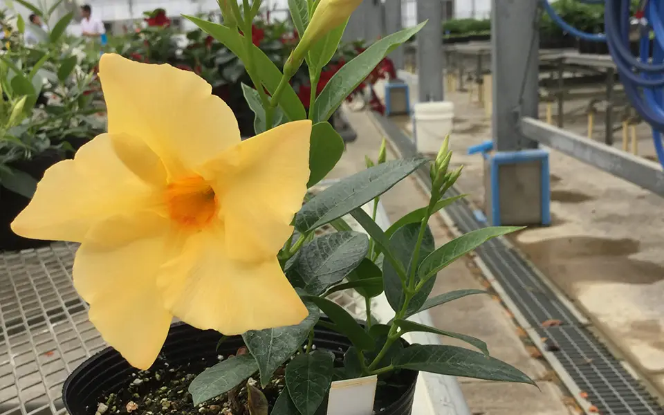 yellow calypso flower in a greenhouse on a shelf