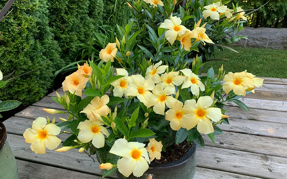 large yellow calypso flower bushel on a backyard deck in a large dark pot in front of bushes