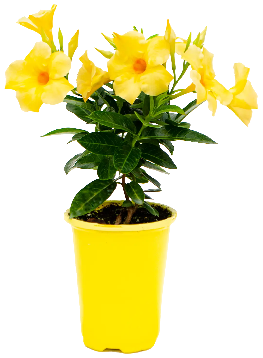 large yellow calypso limone standing upright in a yellow pot