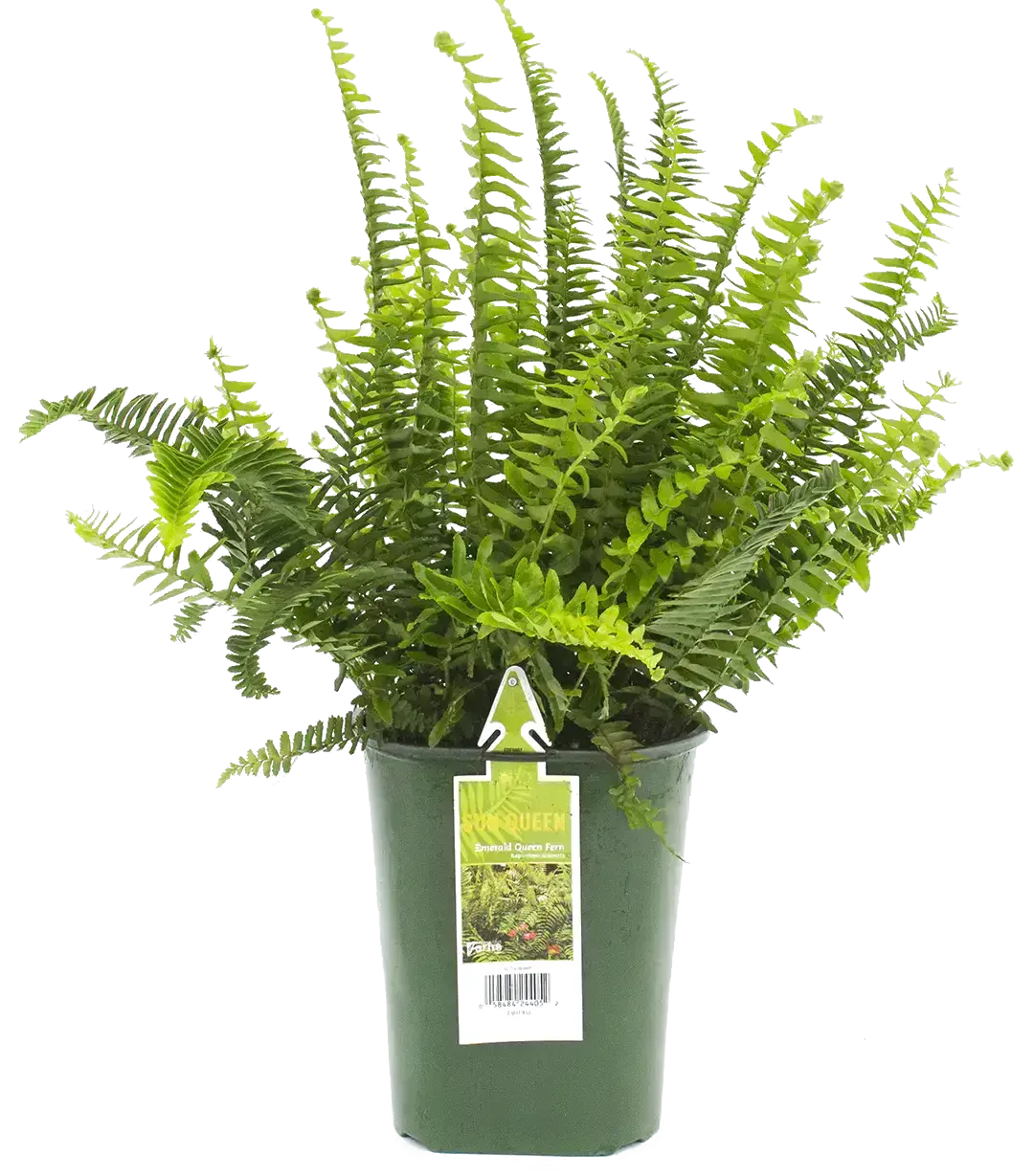 tall Fabulous Fern plant in small green pot