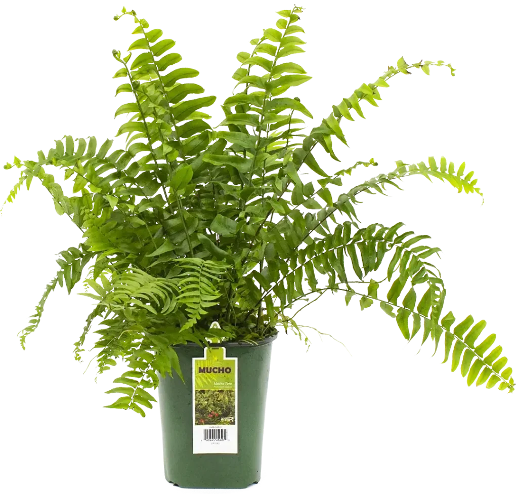 Small young fern in a green pot