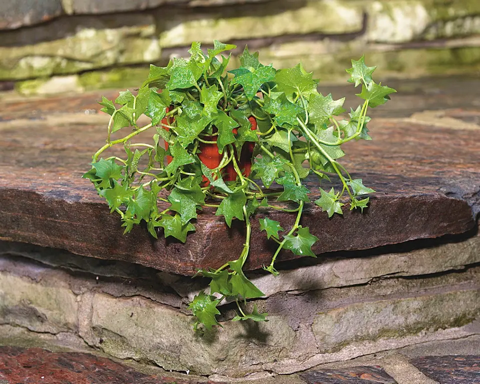 Small ivy style plant sitting on patio stone stairs in a small pot on a sunny day