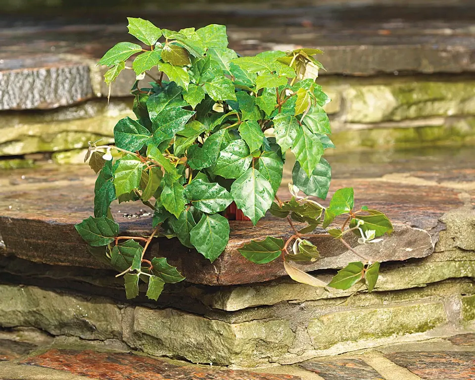 Small vine plant sitting on a patio stone walkway on stairs on a sunny day