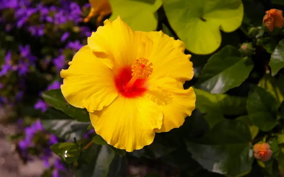 yellow and red hawaiian punch flower bloom in a garden outdoors