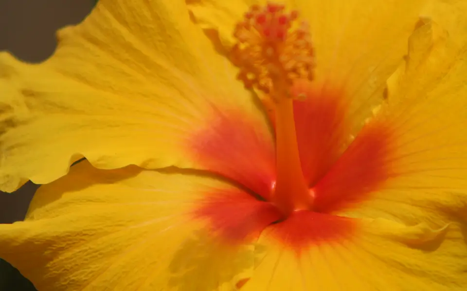 close up yellow and red hawaiian punch flower