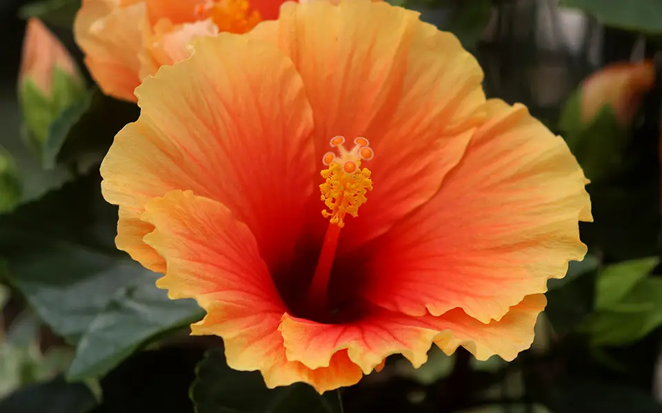 orange and red hawaiian punch flower bloom close up