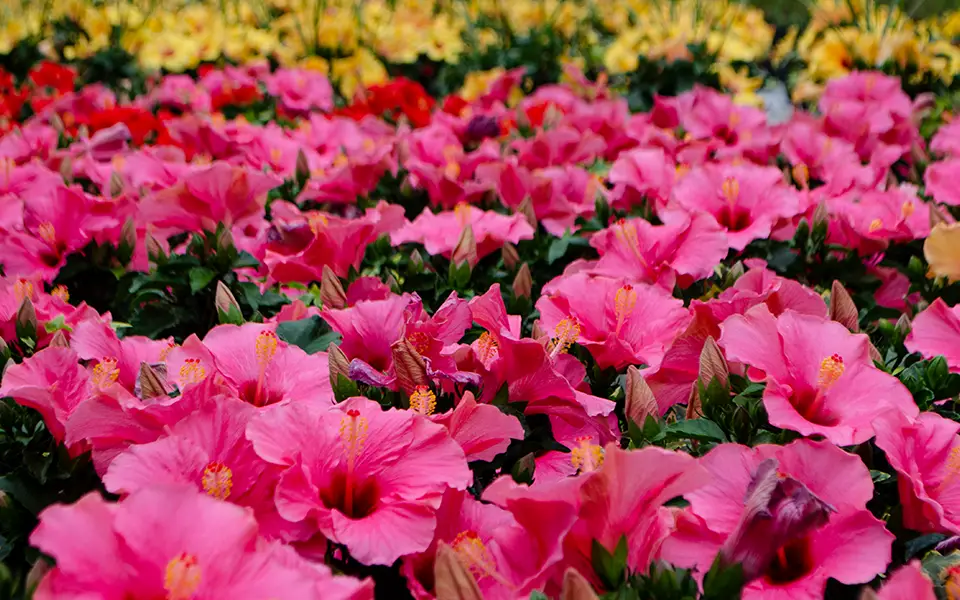 rows of pink hawaiian punch flowers outdoors in a garden