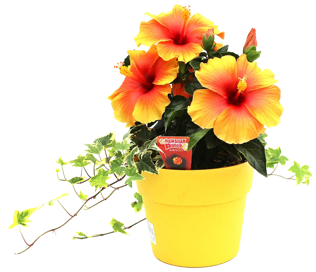 Yellow and orange Hawaiian Punch Plant with ivy coming out of the left in a yellow pot