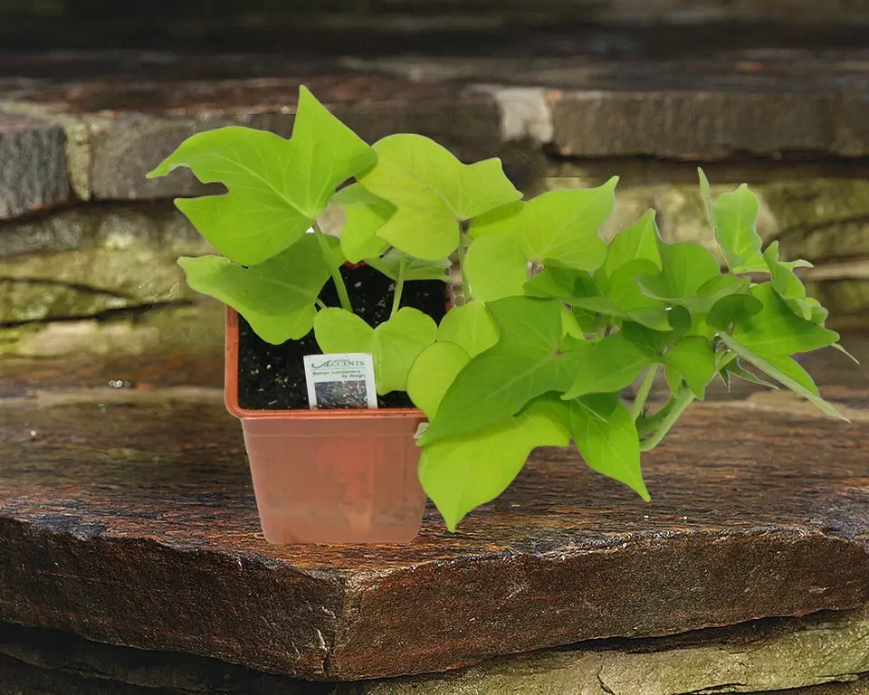 Small ivy style plant in a small pot sitting on patio stone stairs on a sunny day