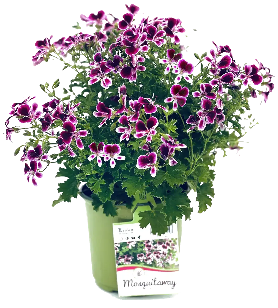 purple mosquitaway flower bushel in a small green pot