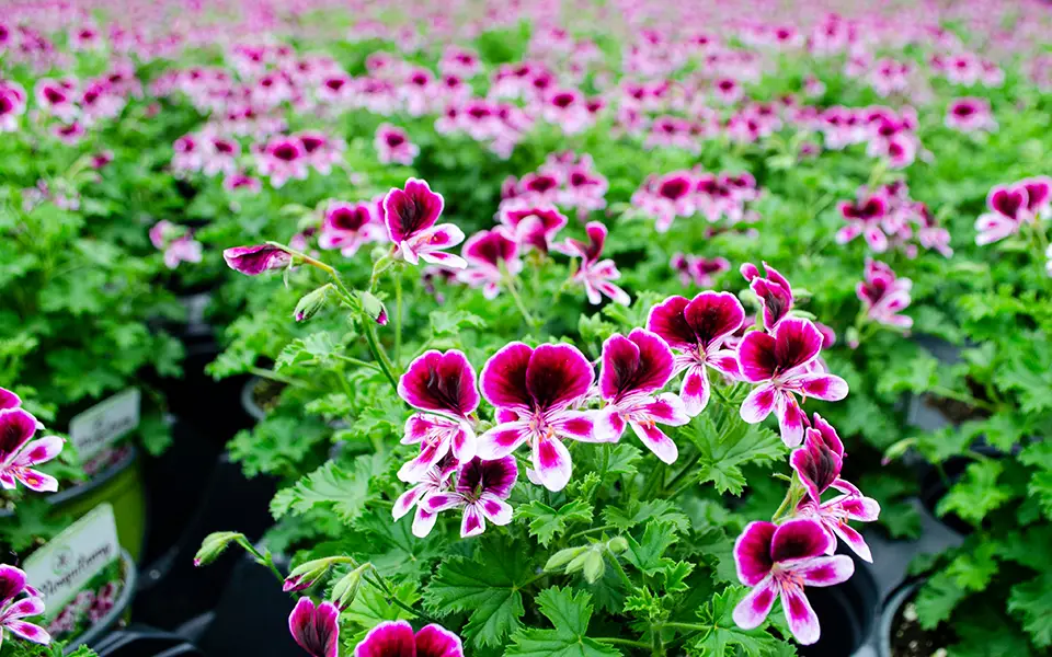 pink outdoor mosquitaway flowers in a greenhouse in rows