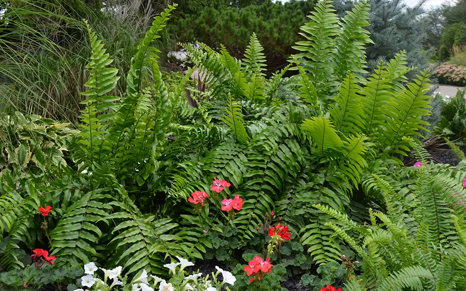 large Mucho Fern planted outdoors with other flowers growing through