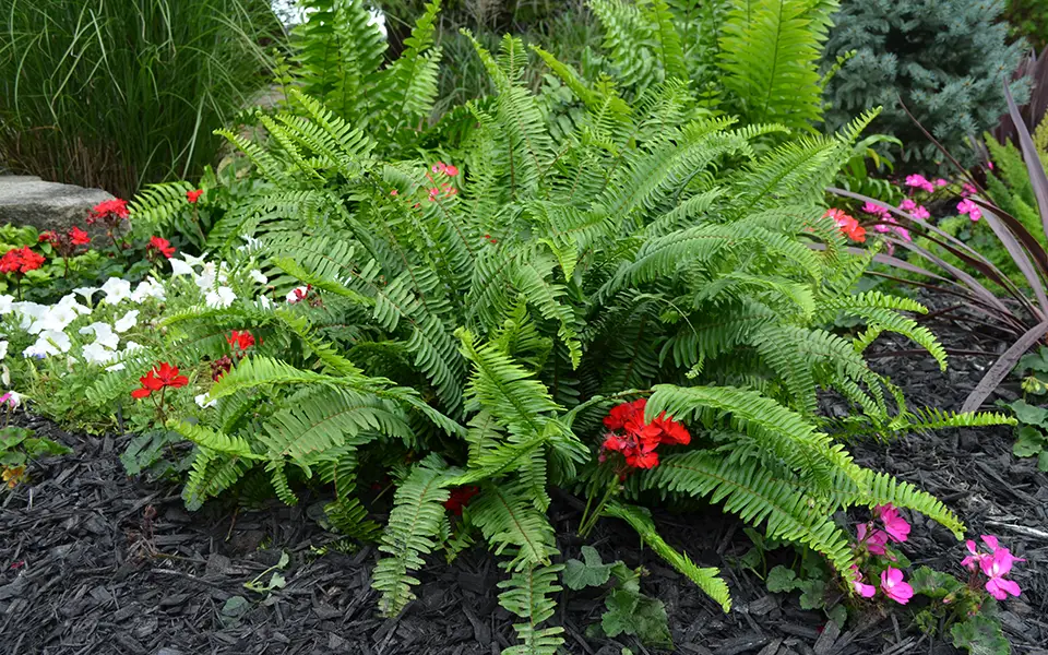 large Mucho Fern in a garden with black mulch amongst other flowers