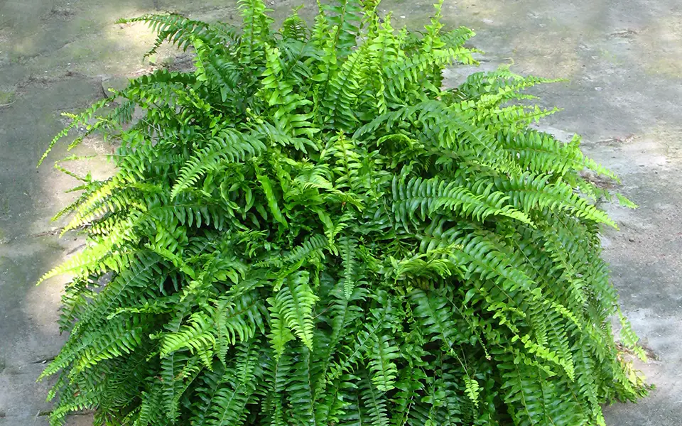 large circular mucho fern outdoors on a patio slab