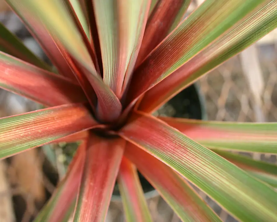 Large grass style plant with green and red looking into the centre of the plant