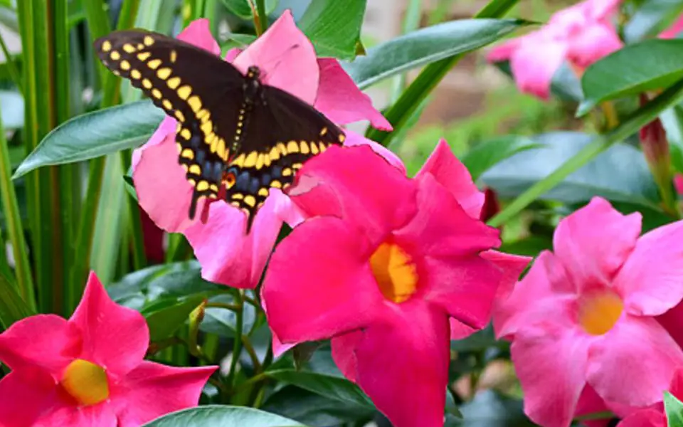 pink Rio dipladenias with a butterfly landing on top of the bloom in a garden