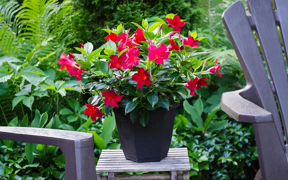 red Rio dipladenias in a mid sized pot on a wooden table in front of a garden
