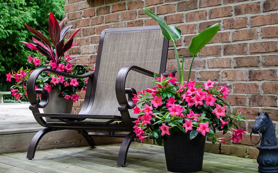 pink Rio dipladenias in two large planters on a backyard deck surrounding patio chair