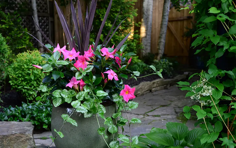 pink Rio dipladenias arrangement in large pot in the backyard in front of garden