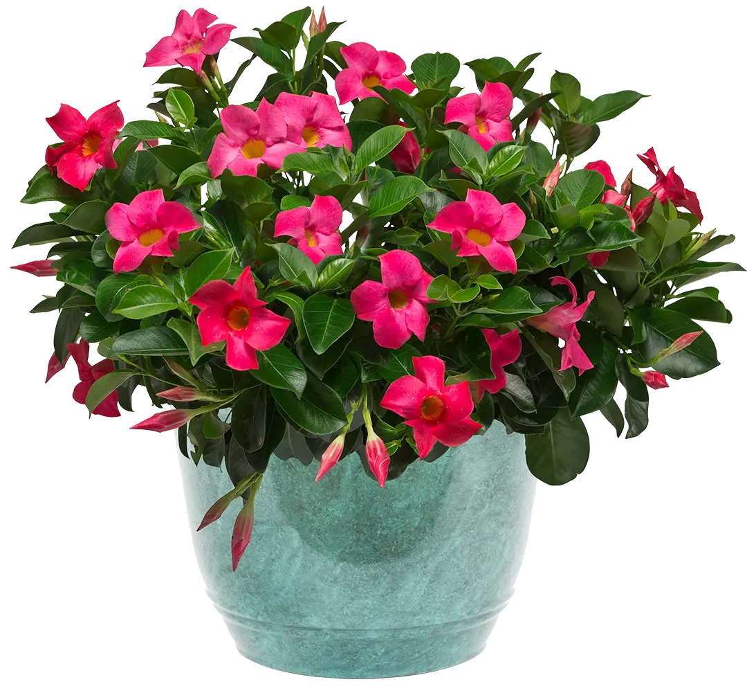 Large bushel of pink rio dipladenias in a green pot surrounding by green leaves