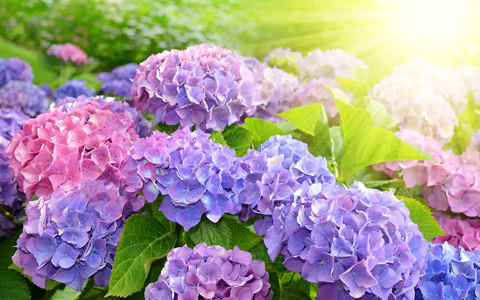 Outdoor pink and purple summerhill hydrangeas in a garden on a sunny day