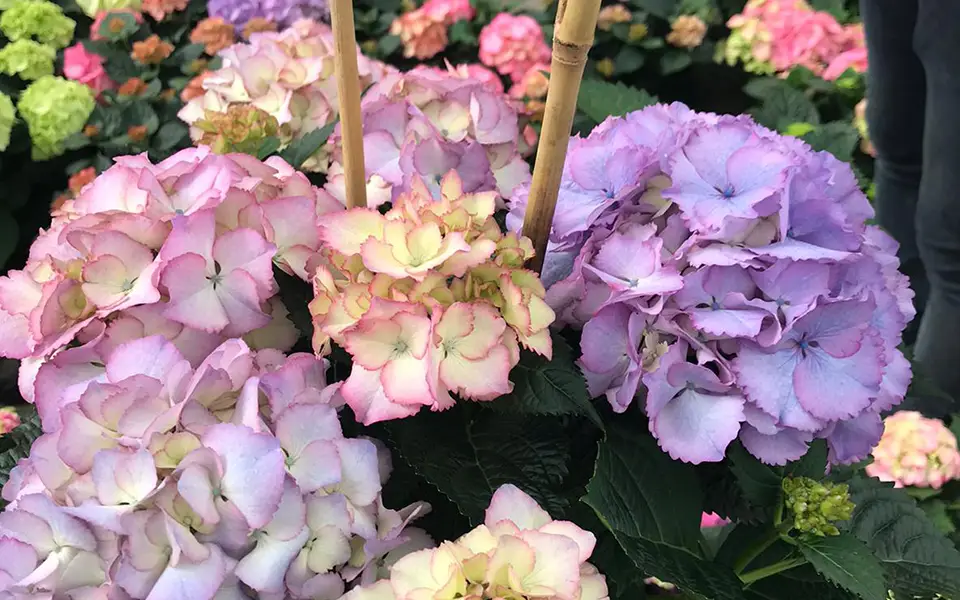 pink and purple summerhill hydrangeas outdoors in a garden with bamboo shoots for support