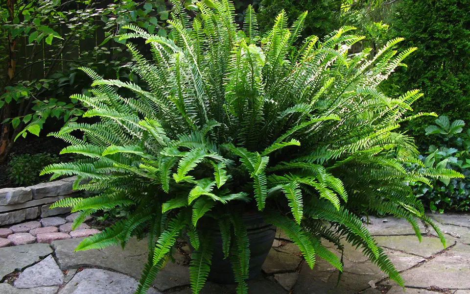 large circular sun queen plant in large pot on patio walkway in front of other bushes