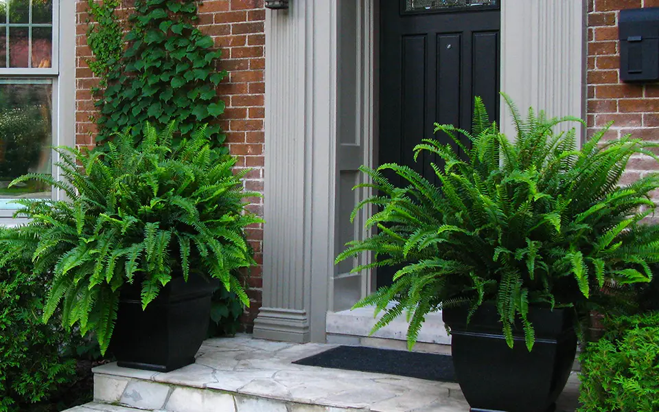two large sun queen plants surrounding outdoor porch in two large dark pots in front of door