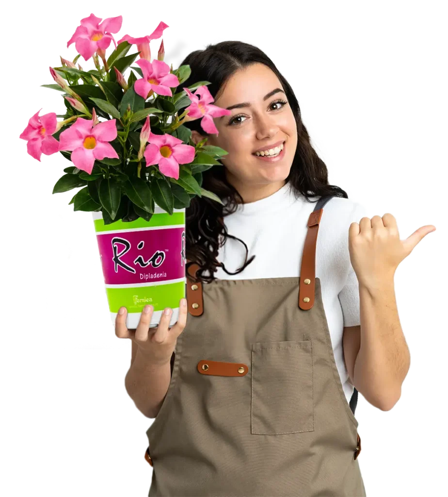 Woman holding pink rio dipladenia smiling at camera with thumbs up