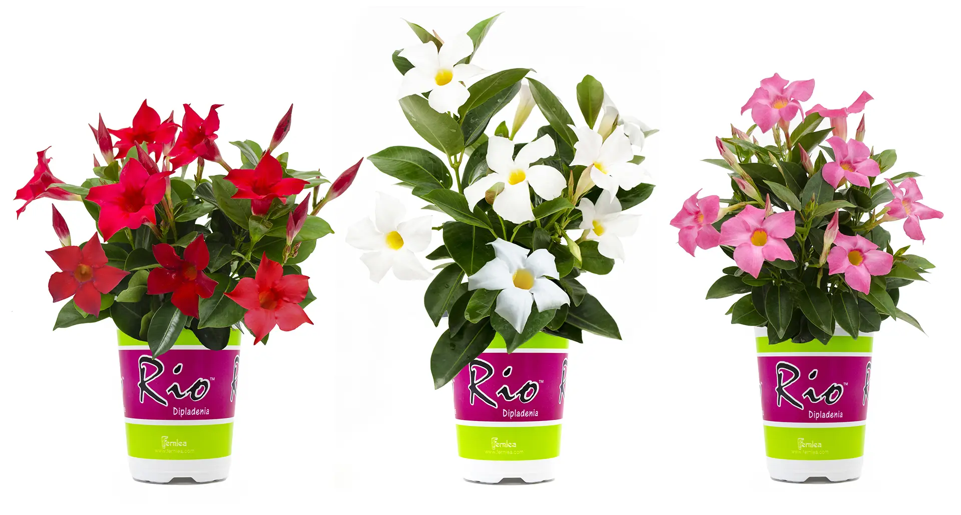 3 rio dipladenia pots in red, white, and pink