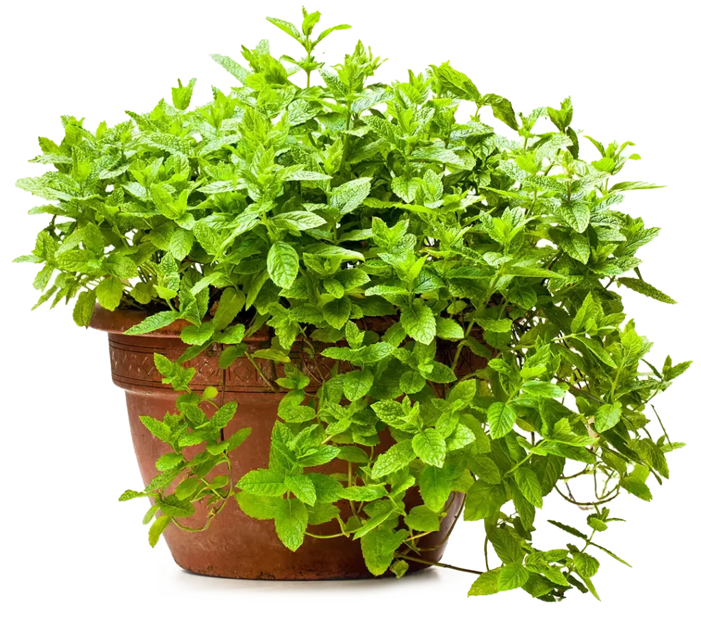 large plant container with lush green plant growing