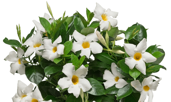 white rio dipladenia plant in pot