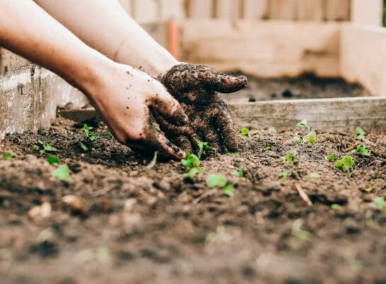hands in soil with sprouts all around in a garden bed